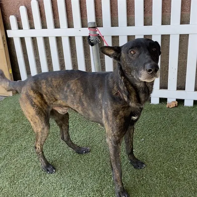 Adoptable Dog