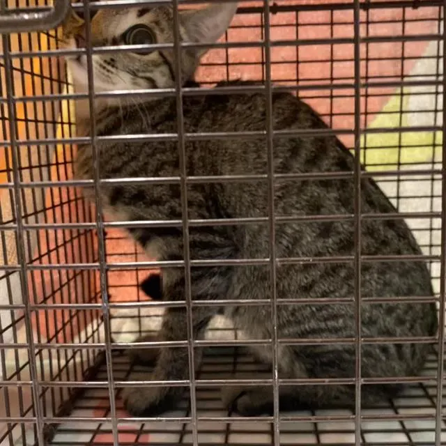 Adoptable Cat