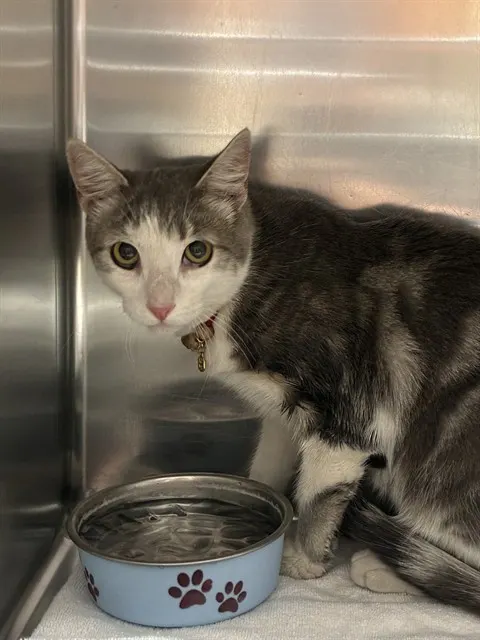 Adoptable Cat