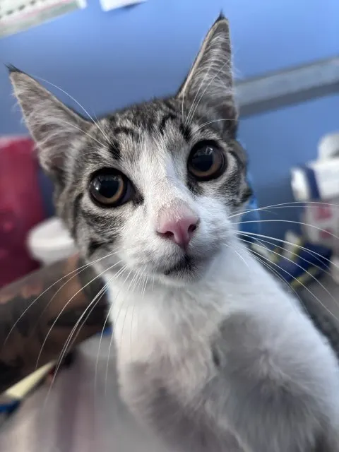 Mr. Meowzers