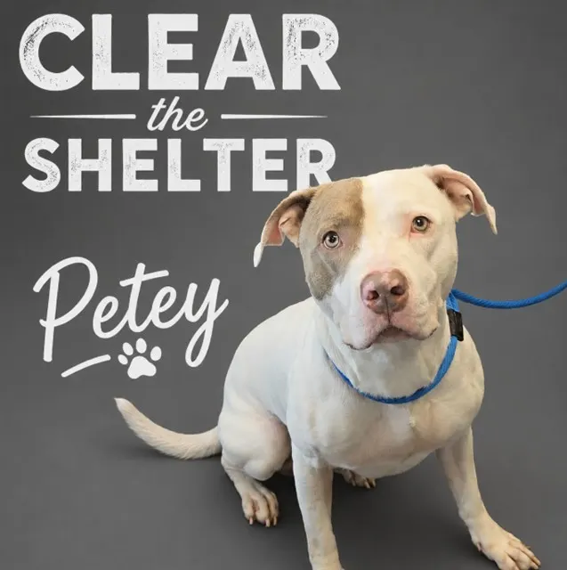 Petey