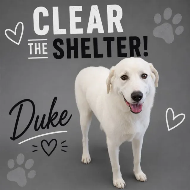 Duke