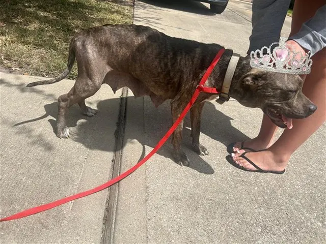 Adoptable Dog