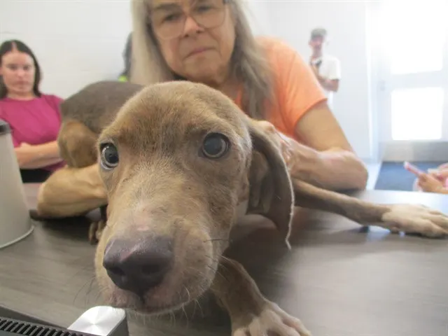 Adoptable Dog