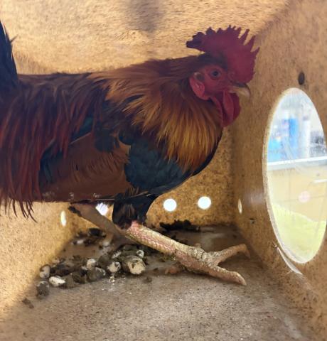 Adoptable Bird