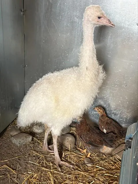 Timmy Tutu