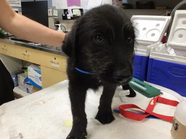 Loki