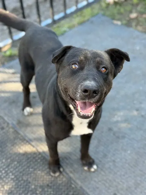 Harvey
