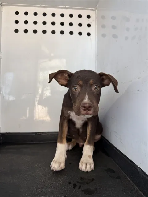 Adoptable Dog