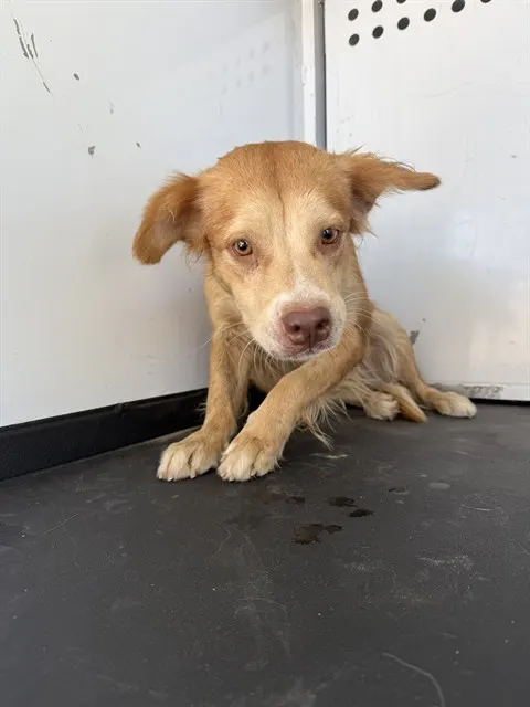 Adoptable Dog