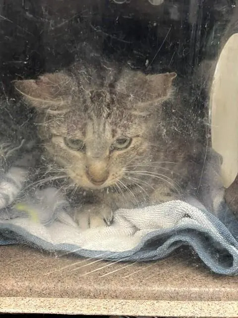 Adoptable Cat