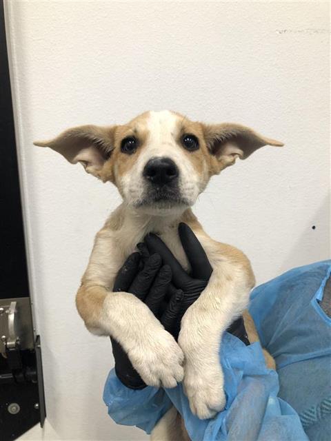 Adoptable Dog