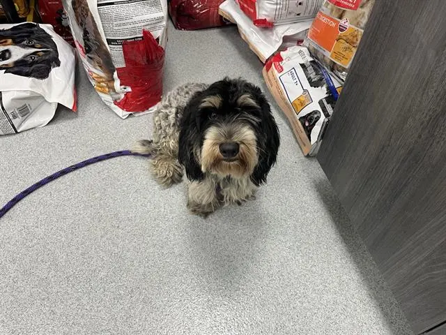 Adoptable Dog