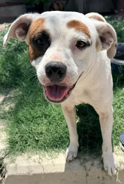 Daisy