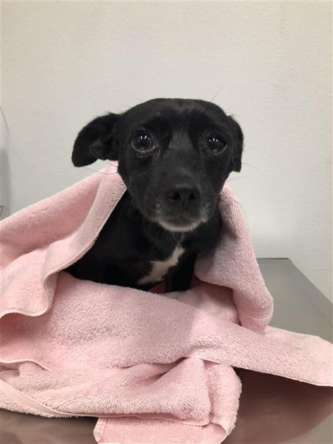 Adoptable Dog