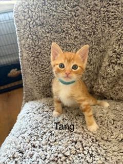 *Tang