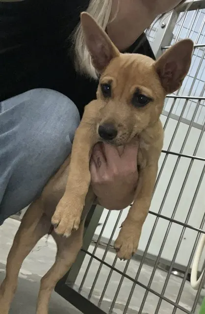 Adoptable Dog