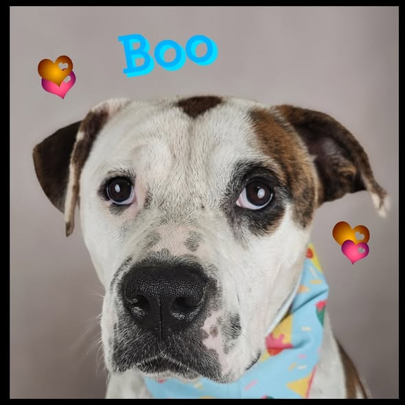Boo