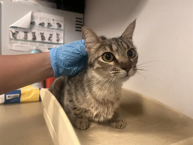 Adoptable Cat