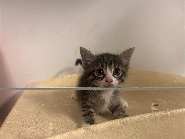 Adoptable Cat