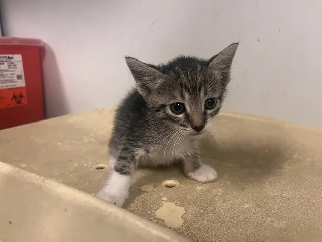 Adoptable Cat