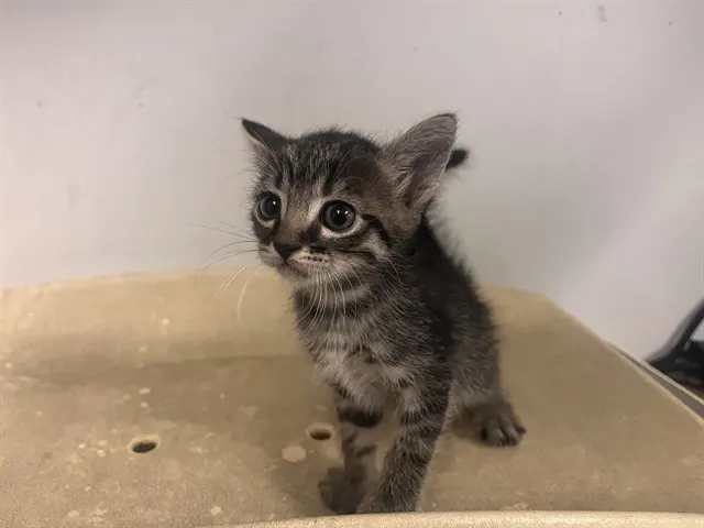 Adoptable Cat