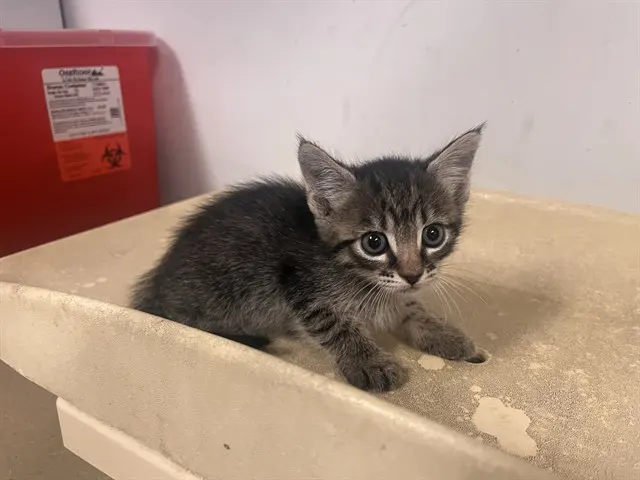 Adoptable Cat
