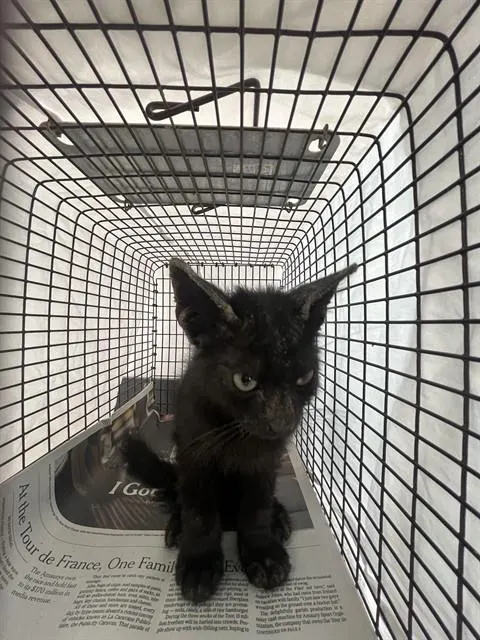 Adoptable Cat