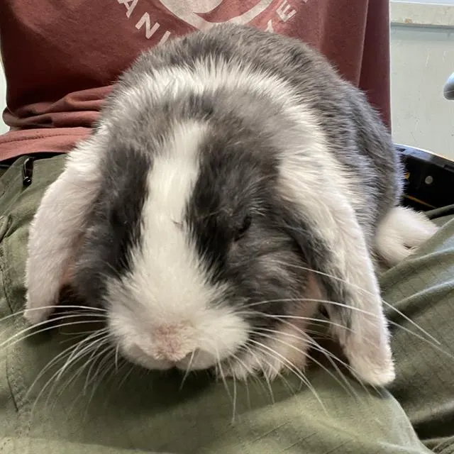 Lilo