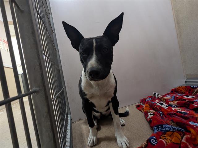 Adoptable Dog