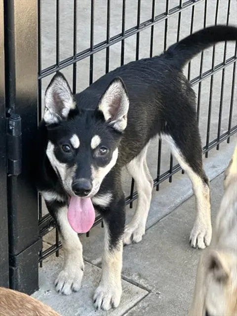 Adoptable Dog