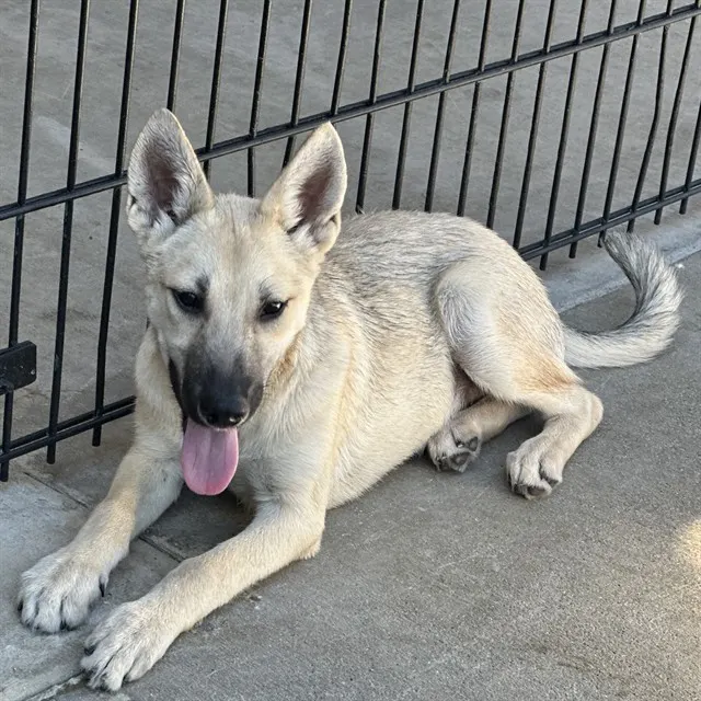 Adoptable Dog
