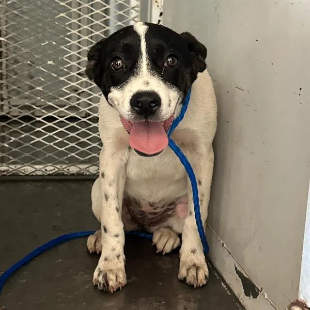 Adoptable Dog