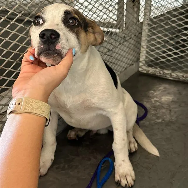 Adoptable Dog