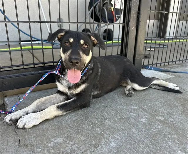 Adoptable Dog