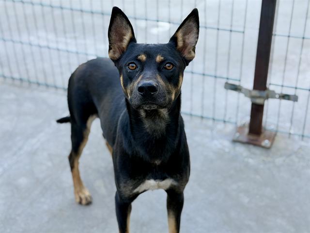Adoptable Dog