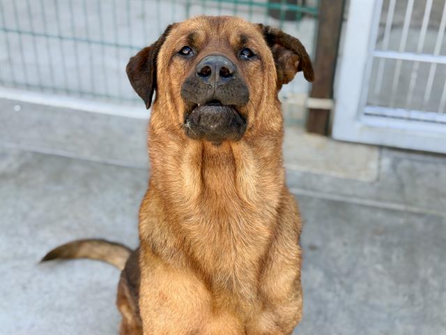 Adoptable Dog