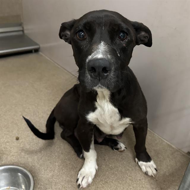 Adoptable Dog