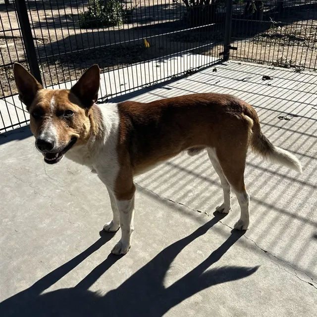 Adoptable Dog