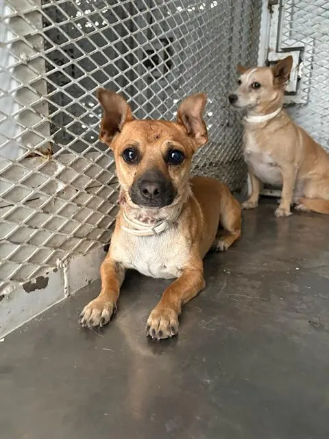 Adoptable Dog