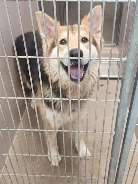 Adoptable Dog