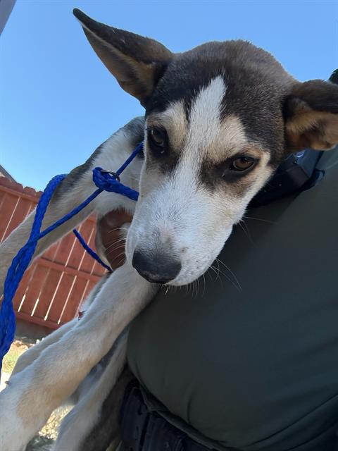 Adoptable Dog