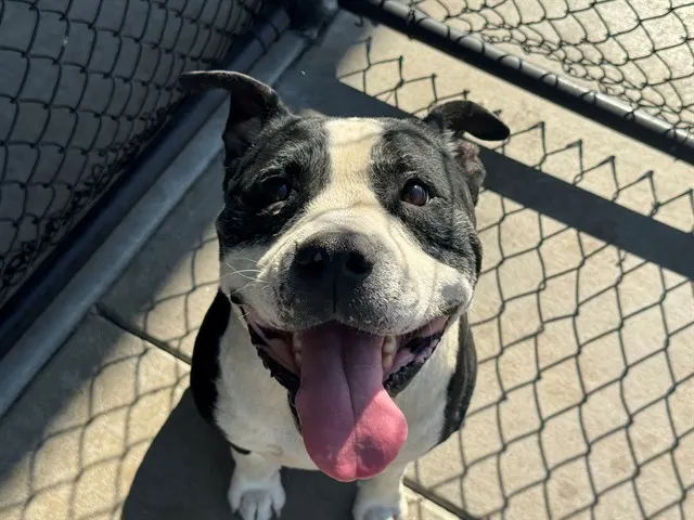 Adoptable Dog