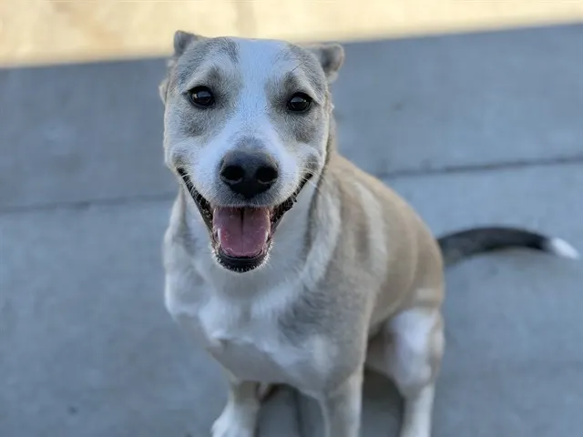 Adoptable Dog