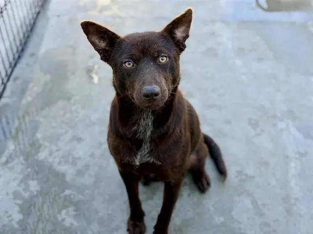 Adoptable Dog