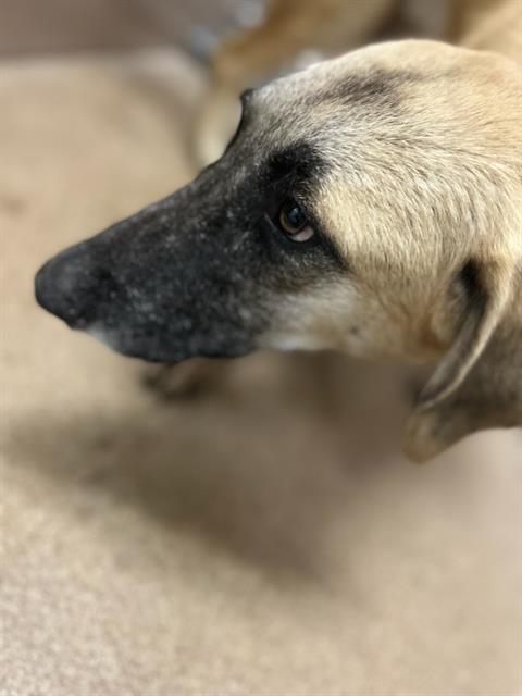 Adoptable Dog