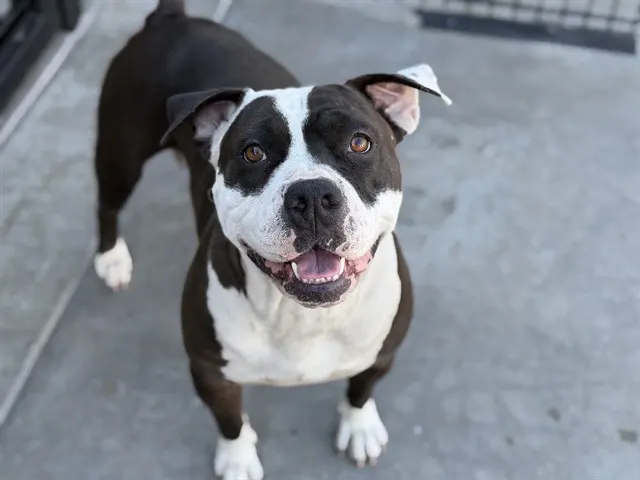 Adoptable Dog