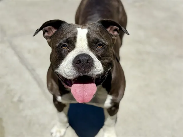Adoptable Dog
