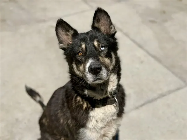 *Stella