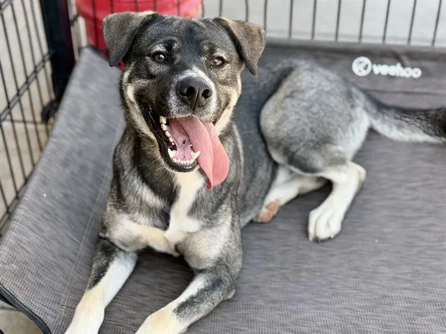 Adoptable Dog